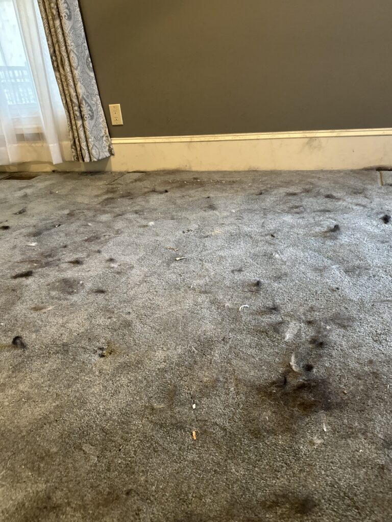 Post Construction | Move In & Move Out Cleaning Gallery Thumbnail